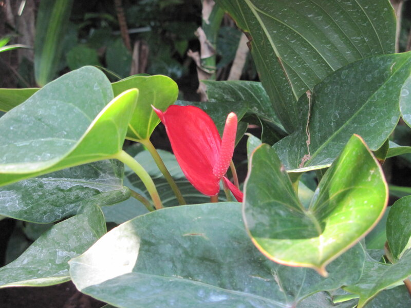Red Anthurium Flower — Natural, Photograph, Green Leaves