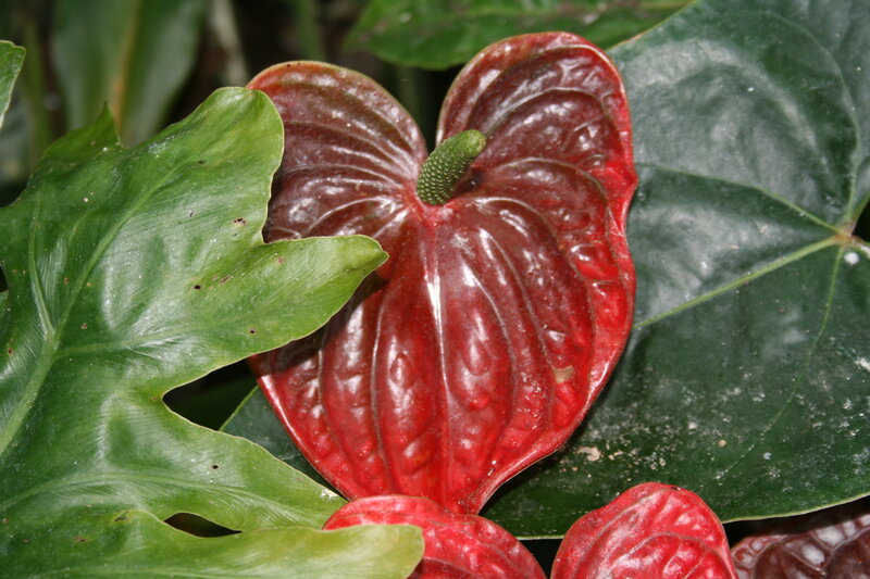 Red Anthurium Flower — Natural, Photograph
