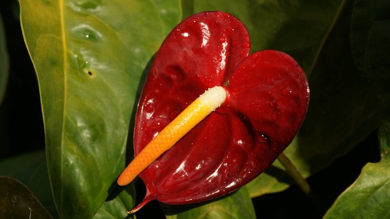 Red Anthurium Flower — Natural