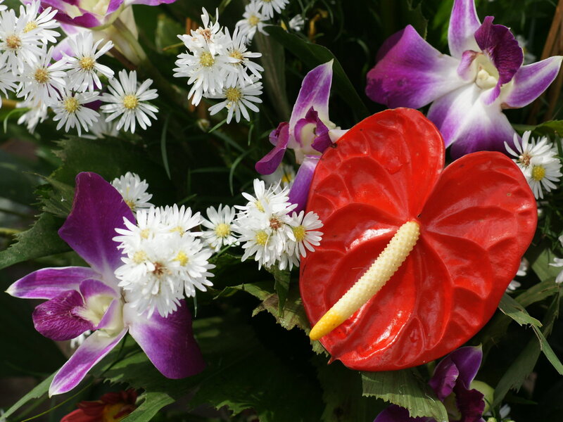 Red Anthurium Flower — Vibrant