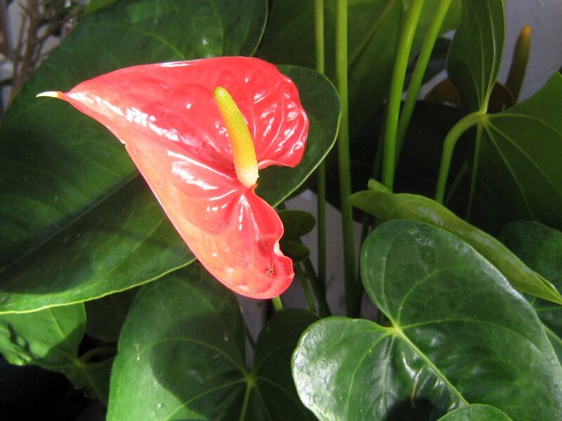 Red anthurium flower with green leaves