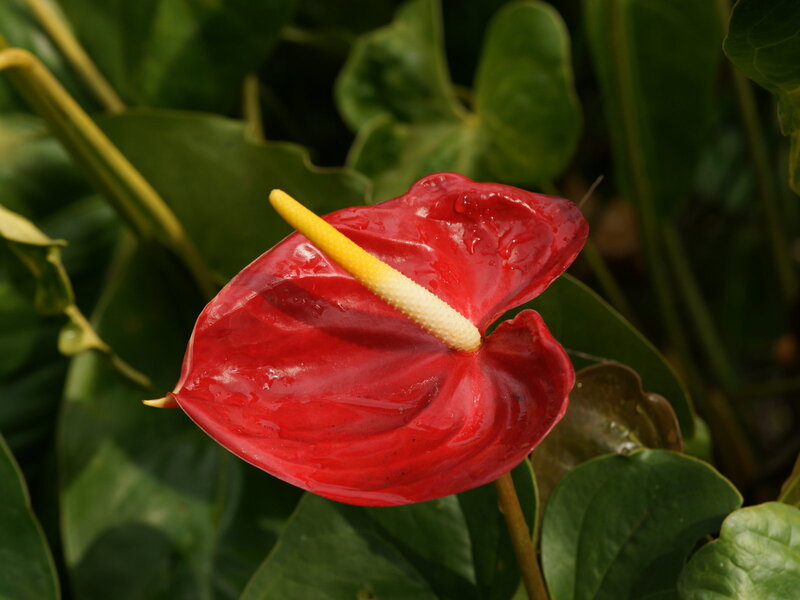 Red anthurium flower with spadix