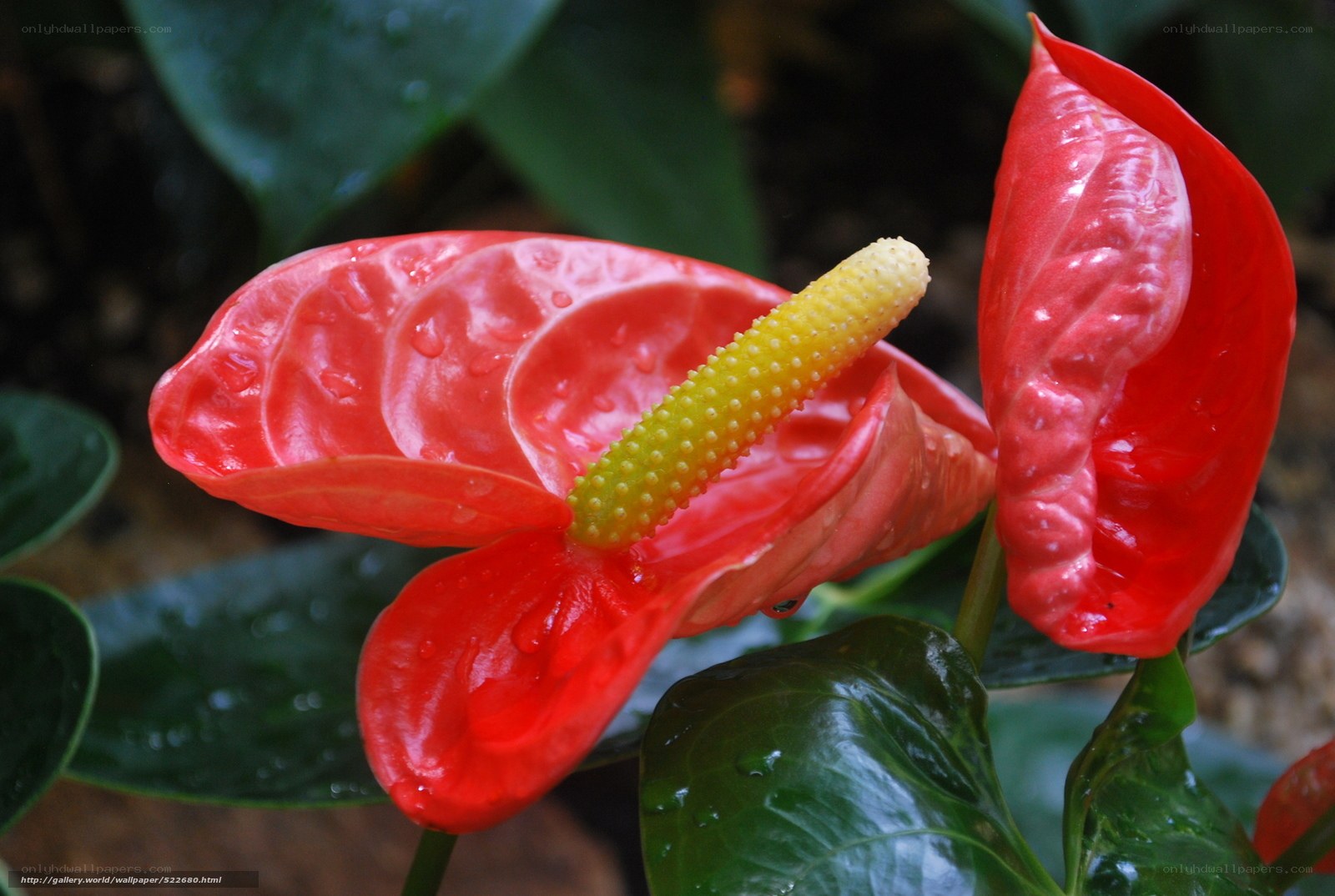 Red anthurium flower with spadix