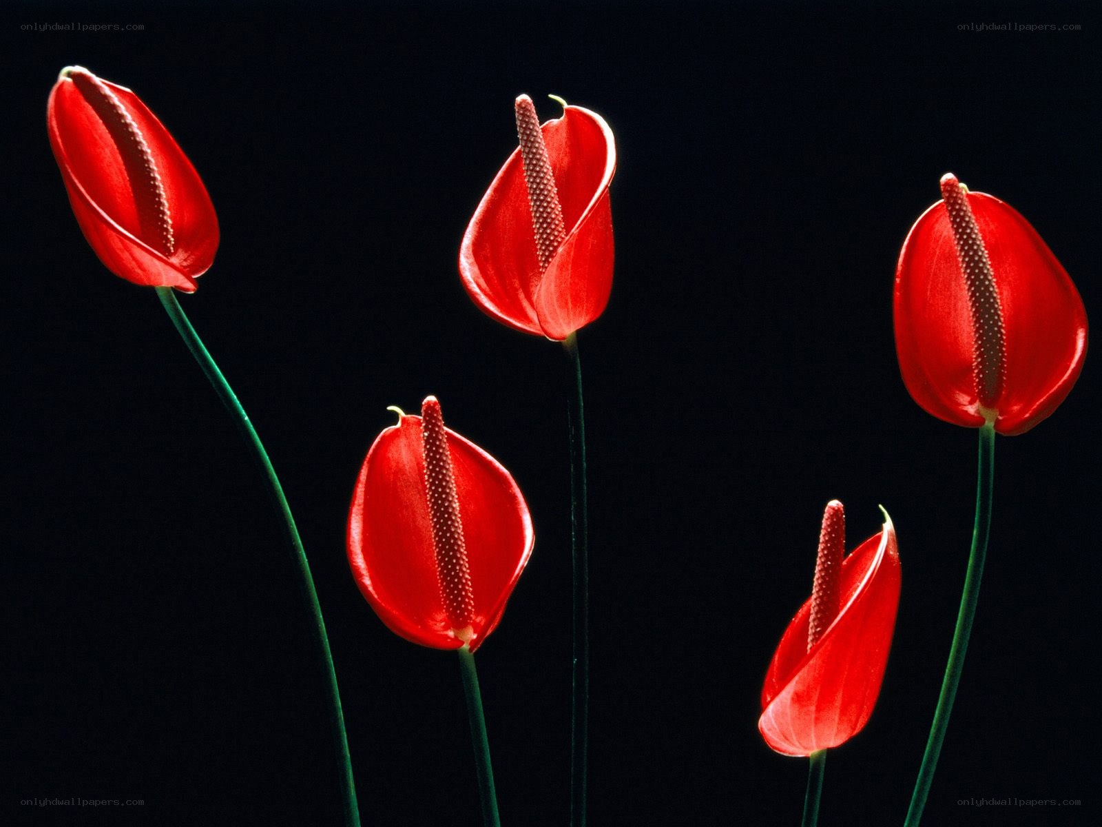 Red anthurium flowers