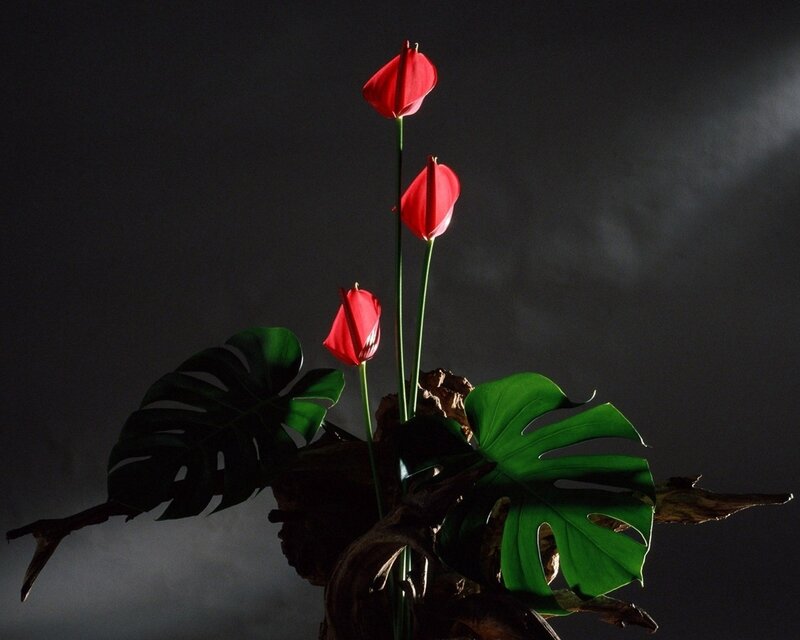 Red Anthurium Flowers — Dramatic, Photograph, Monstera Leaves