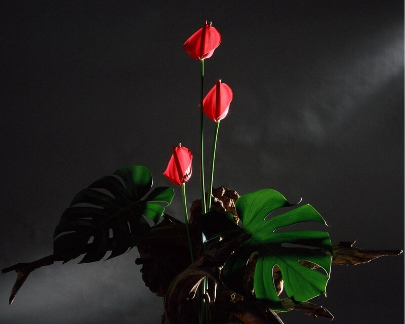 Red Anthurium Flowers — Dramatic, Photograph, Monstera Leaves, Wooden Base