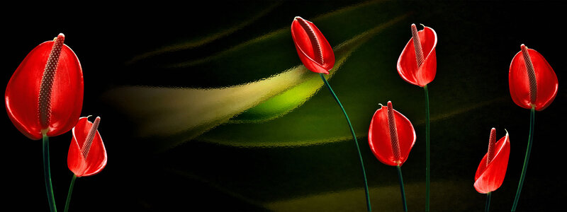 Red Anthurium Flowers — Dramatic, Photograph, Stems, Background