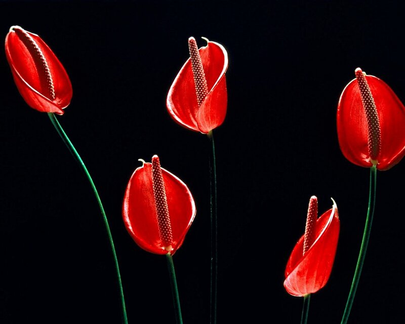 Red Anthurium Flowers — Dramatic, Photograph, Stems, Black Background