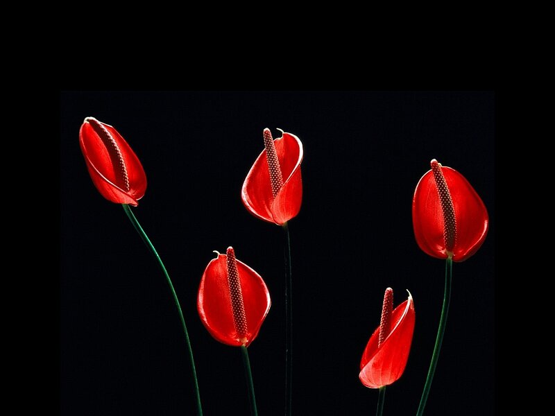 Red Anthurium Flowers — Dramatic, Photograph, Stems