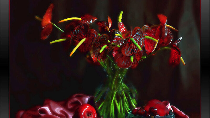 Red Anthurium Flowers — Dramatic, Photograph