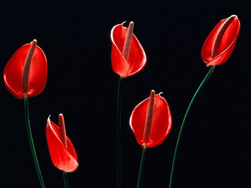 Red Anthurium Flowers — Dramatic