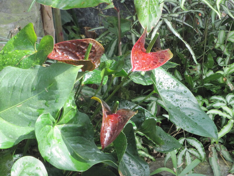 Red Anthurium Flowers — Green, Lush