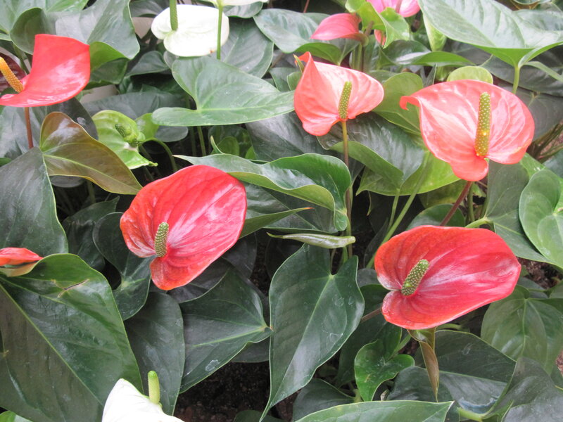 Red Anthurium Flowers — Green, Natural, Photograph, Leaves