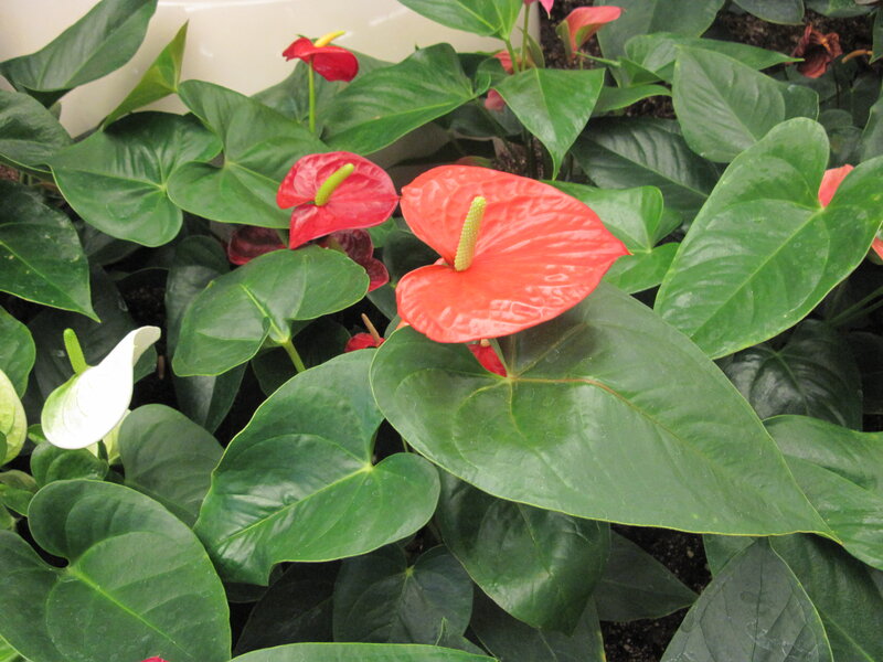 Red Anthurium Flowers — Green, Natural, Photograph