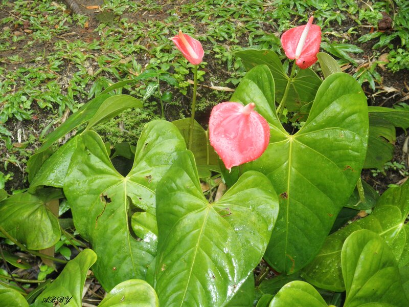 Red Anthurium Flowers — Green, Natural
