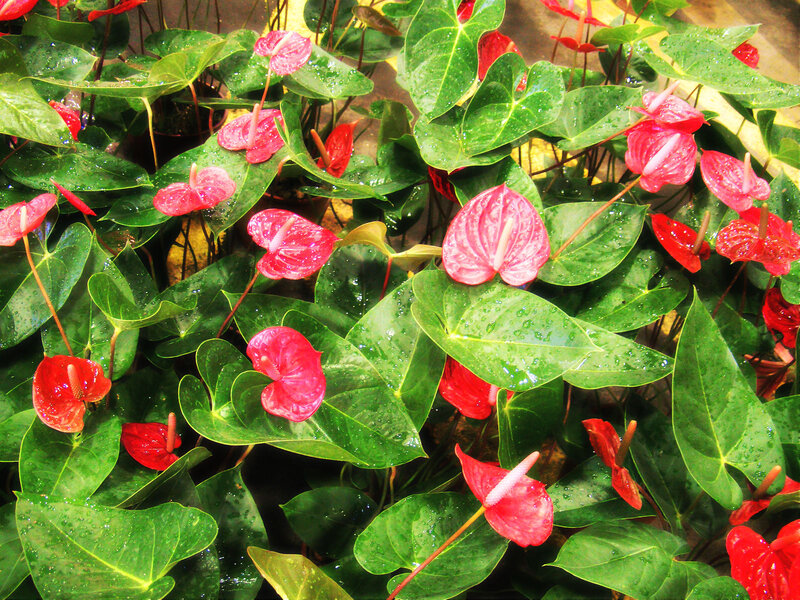 Red Anthurium Flowers — Green