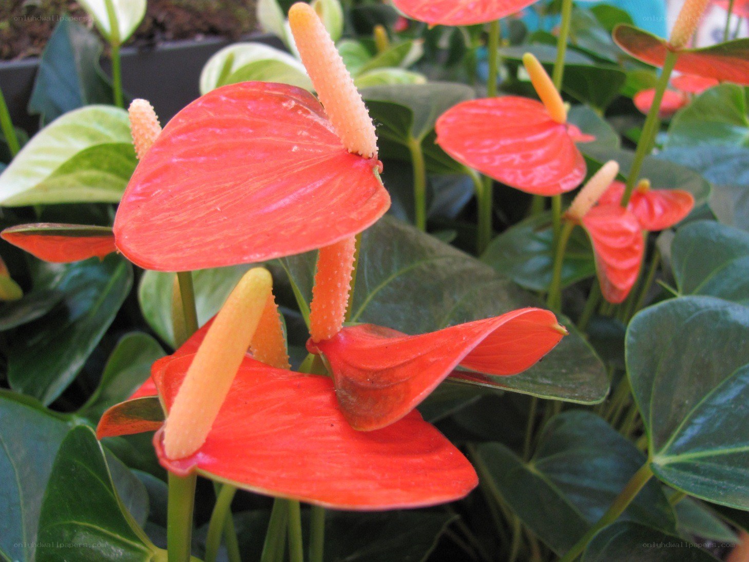 Red anthurium flowers in bloom