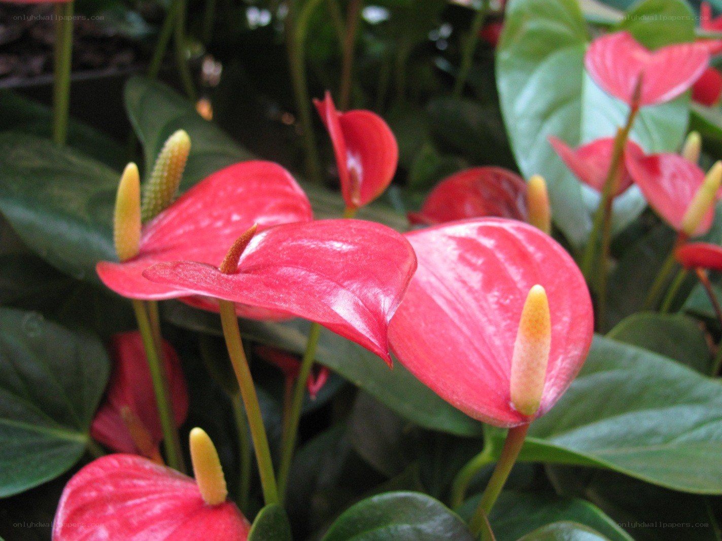 Red anthurium flowers in bloom