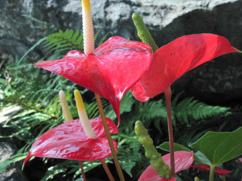 Red Anthurium Flowers — Natural, Afternoon, Photograph, Green Ferns