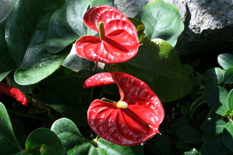 Red Anthurium Flowers — Natural, Afternoon, Photograph, Green Leaves, Rock
