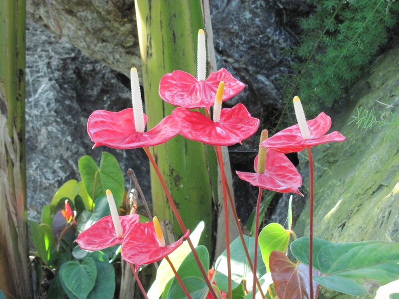 Red Anthurium Flowers — Natural, Afternoon