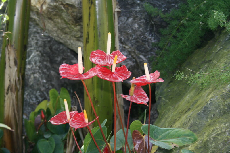 Red Anthurium Flowers — Natural, Photograph, Green Leaves, Rocks