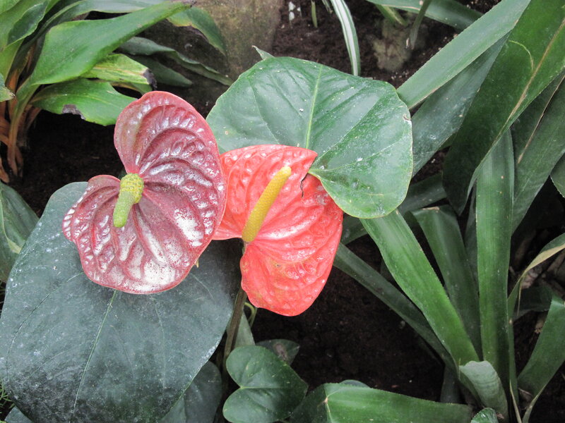 Red Anthurium Flowers — Natural, Photograph, Green Leaves, Soil