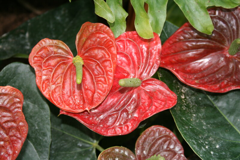Red Anthurium Flowers — Natural, Photograph, Green Leaves, Spadix