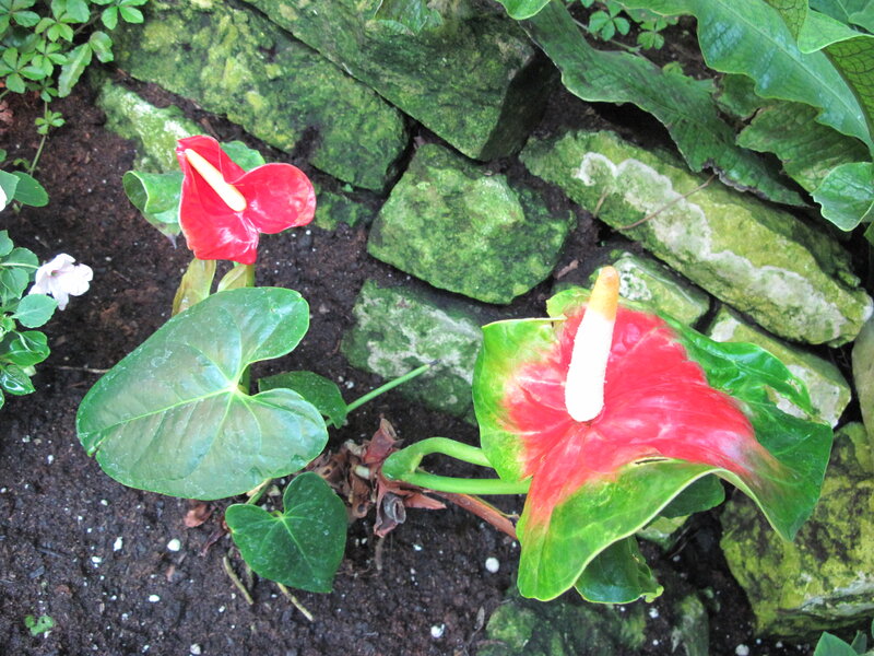 Red Anthurium Flowers — Natural, Photograph, Green Leaves