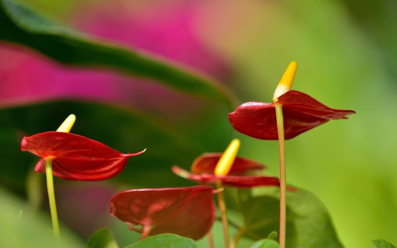 Red Anthurium Flowers — Natural, Photograph, Green Leaves, Yellow Spadix