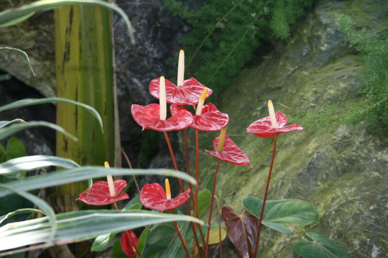 Red Anthurium Flowers — Natural, Photograph