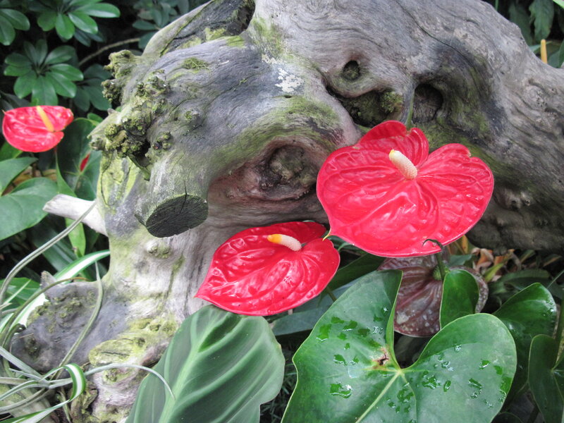 Red Anthurium Flowers — Natural, Photograph, Wooden Log