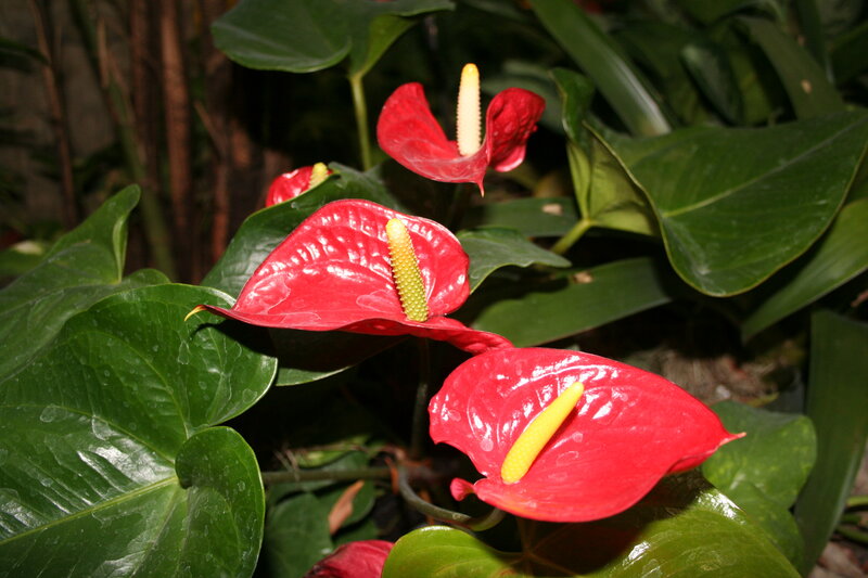 Red Anthurium Flowers — Natural