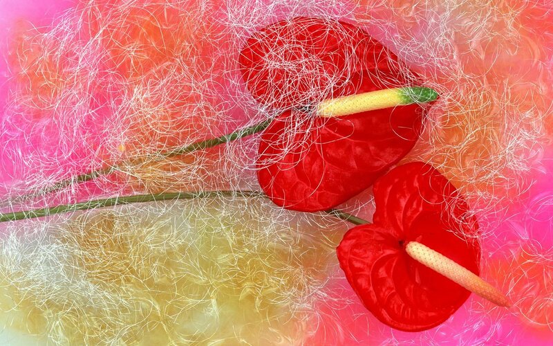 Red anthurium flowers on colorful background