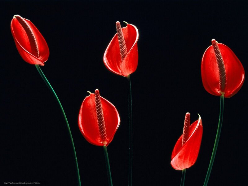 Red anthurium flowers