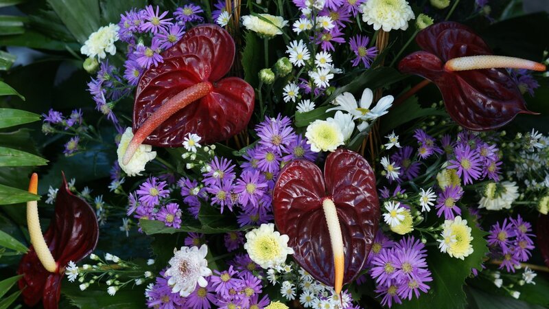 Red Anthurium Flowers — Vibrant, Photograph, Purple Asters