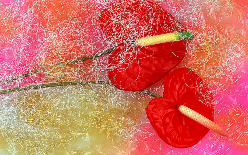 Red Anthurium Flowers — Vibrant, Photograph, Stems