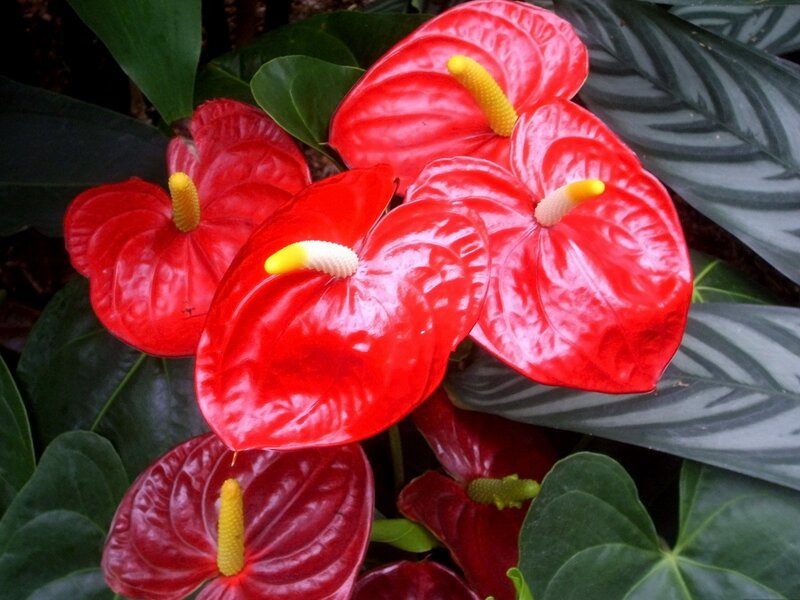 Red Anthurium Flowers — Vibrant, Photograph