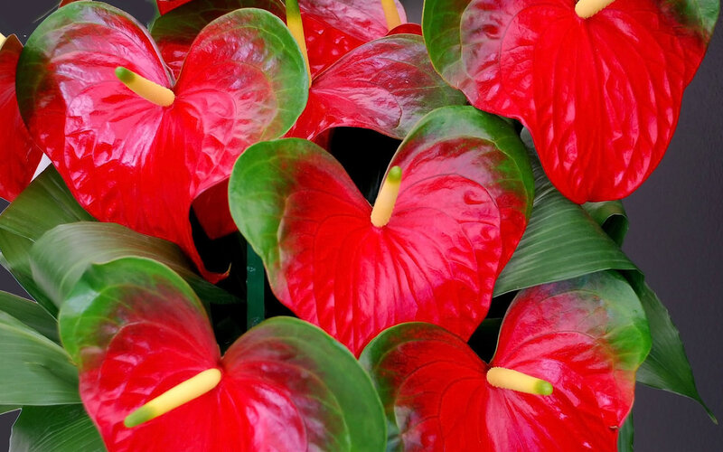 Red Anthurium Flowers — Vibrant