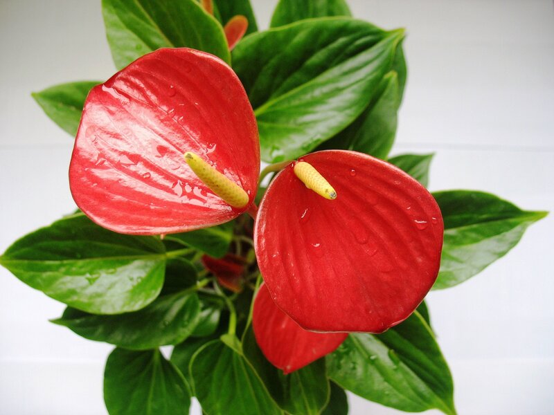 Red anthurium flowers with green leaves