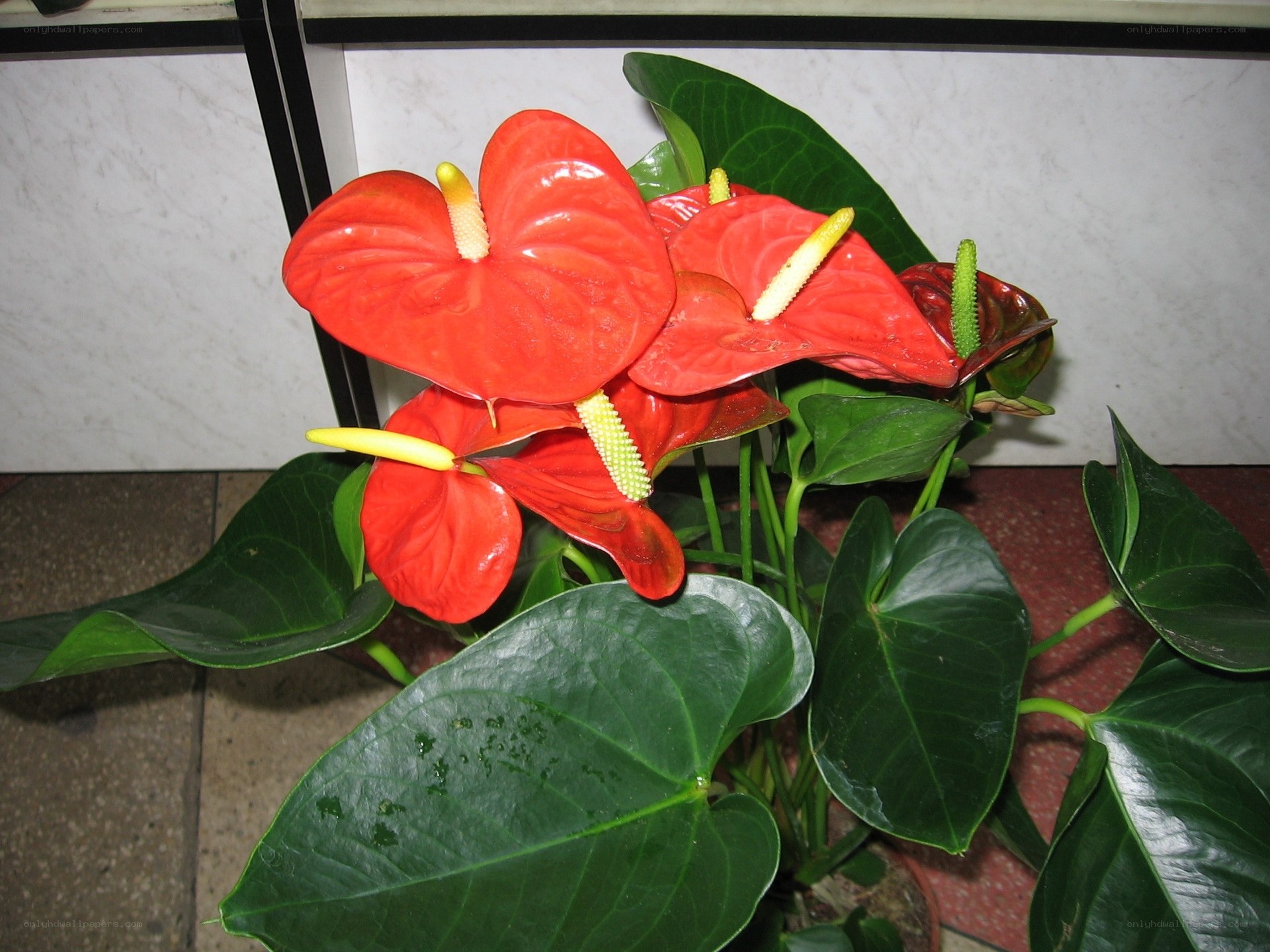 Red anthurium flowers with green leaves