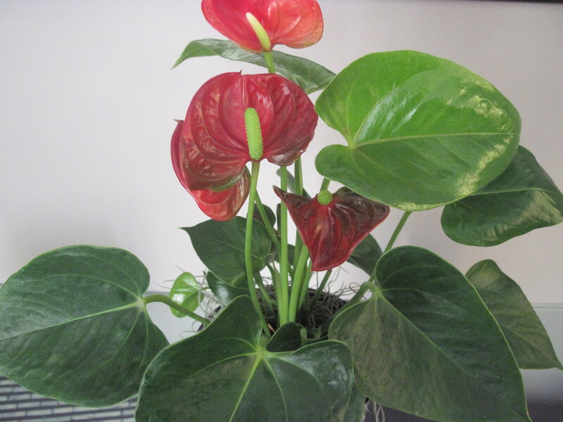 Red Anthurium Plant