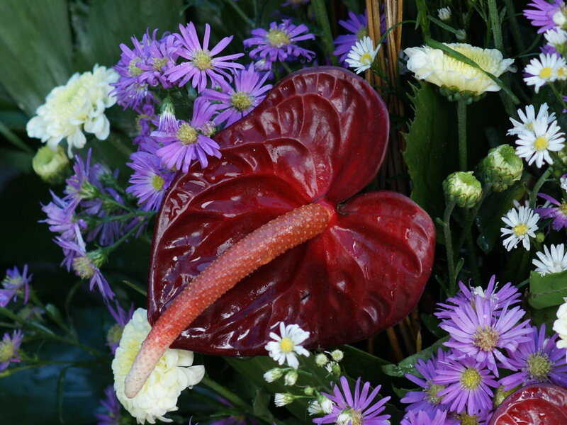 Red anthurium with purple and white flowers
