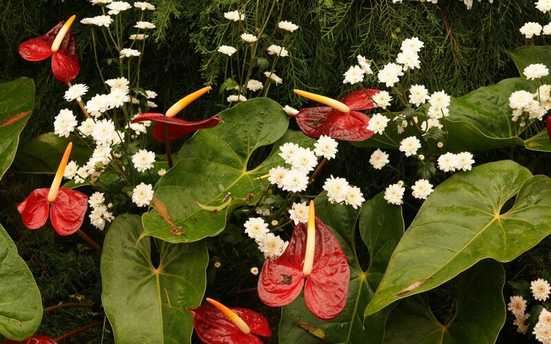 Red anthuriums with white flowers