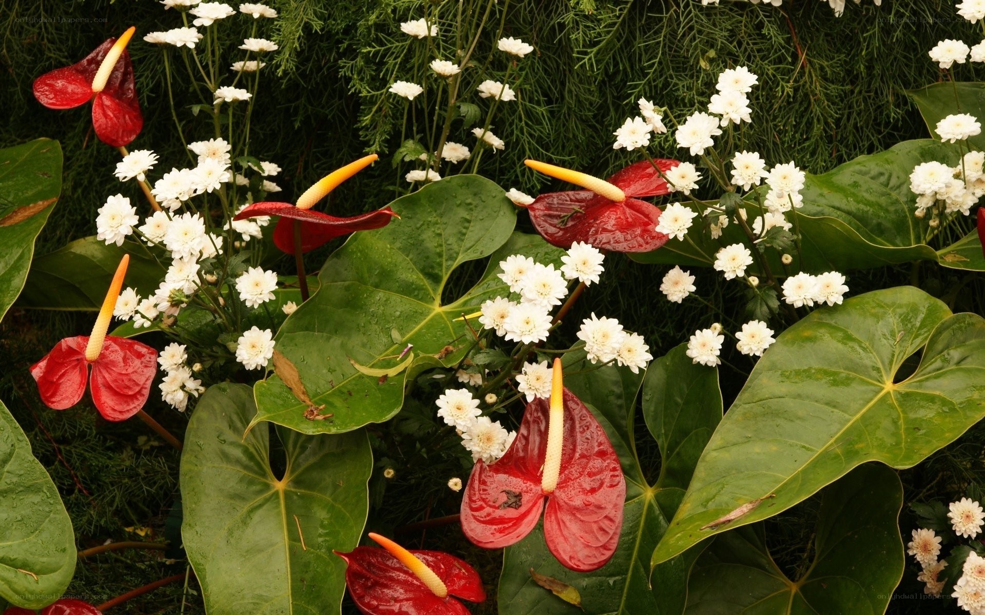 Red anthuriums with white flowers