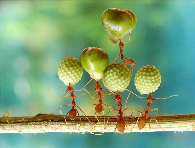 Red Ants Carrying Seeds
