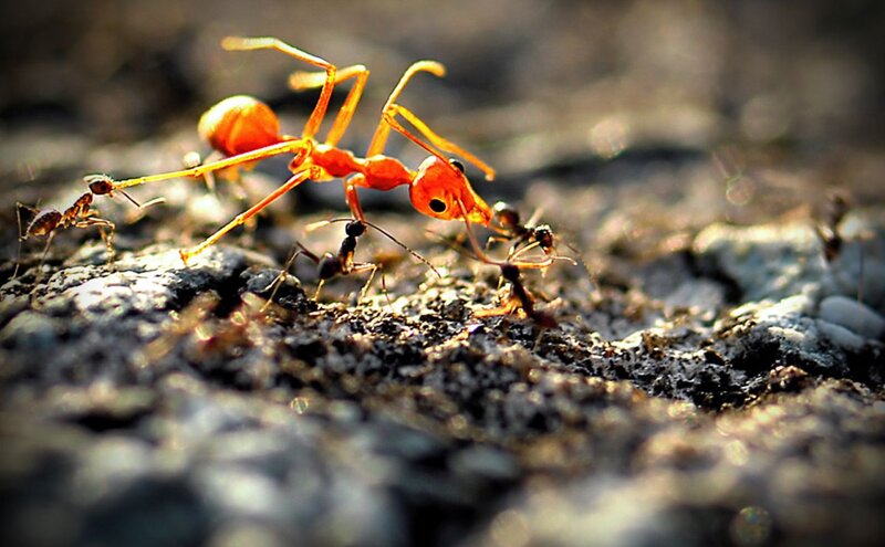 Red Ants on Ground