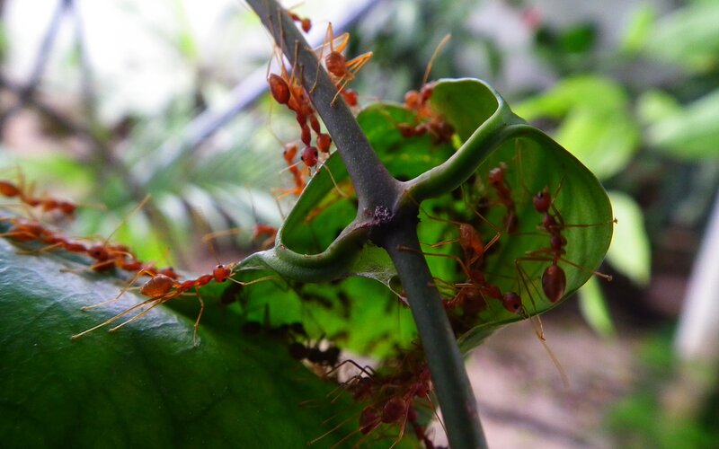Red Ants on Leaf