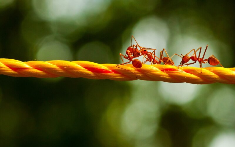 Red Ants on Rope — Yellow, Natural