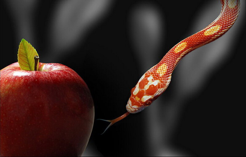 Red Apple and Snake